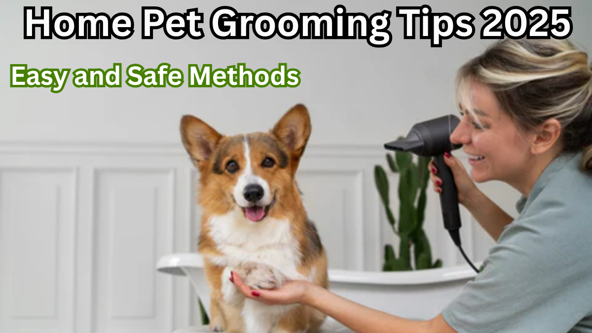Home Pet Grooming Tips 2025 – Easy and Safe Methods